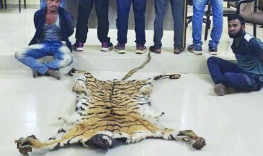 छत्तीसगढ़-महाराष्ट्र बार्डर में बाघ की खाल समेत दो तस्कर गिरफ्तार