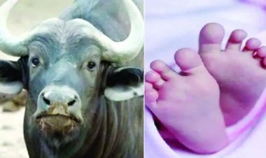 भैंस ने मासूम के ऊपर किया गोबर, नाक-मुंह और शरीर ढक जाने से हुई मौत