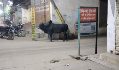 यहां असमाजिक तत्वों का डेरा, शाम होते ही बीच सड़क पर शराब की महफिल शुरू, आतंक के साए में मोहल्लेवासी, महिलाओं से छेड़खानी और गुंडागर्दी - गाली गलौज आम बात