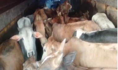 कत्ल खाना ले जा रहे हैं मवेशियों से भरा ट्रक घर में जा घुसा, 17 पशुओं की मौत