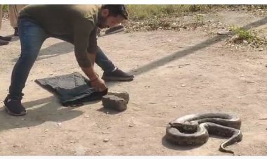 डीएसपीएम प्लांट में विशालकाय अजगर मिलने से हड़कंप, वाइल्डलाइफ टीम ने किया रेस्क्यू