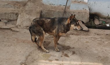 निगम में कुत्तों के आतंक से निजात की कोई व्यवस्था नहीं गया नगर में पागल कुत्ता को लोगो ने मिलकर मार डाला