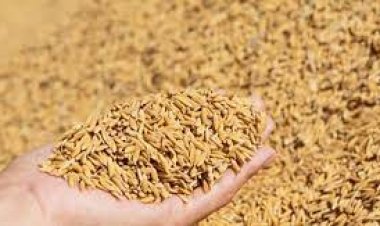 राज्य में अब तक 129.54 लाख मीट्रिक टन धान की खरीदी