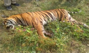 भालू मारने बिछाये करंट से हुई बाघ की मौत, 5 गिरफ्तार, वन कर्मी सस्पेंड