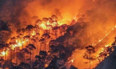 जंगलों में लगी भीषण आग से 64 लोगों की मौत, हजारों घर जलकर खाक