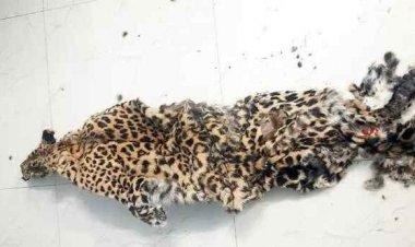 तेंदुए की खाल के साथ पकड़े गए तीन शिकारियों को जेल