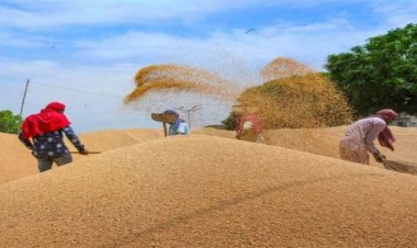 सरकार ने तय ‎किया 320 लाख टन गेहूं खरीदी का लक्ष्य