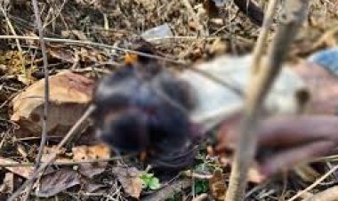 कवर्धा में नाबालिग चाचा ने गला घोंटा फिर पत्थर से कुचला; 2 दिन पहले बाड़ी में मिली लाश