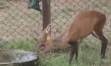 चिड़ियाघर मैत्री बाग में एक बार फिर से नए मेहमान देखने को मिलेंगे