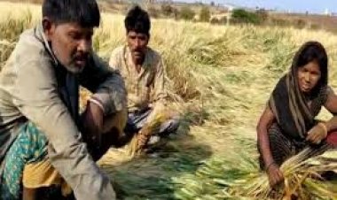 बेमौसम बरसात और ओलावृष्टि से हुई  तबाही से बढ़ी किसानों की चिंता; प्रशासन ने शुरू किया सर्वे