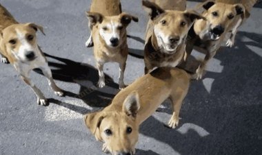 बिलासपुर मे दुकानदार ने ग्राहकों के पीछे छोड़ दीये कुत्ते....