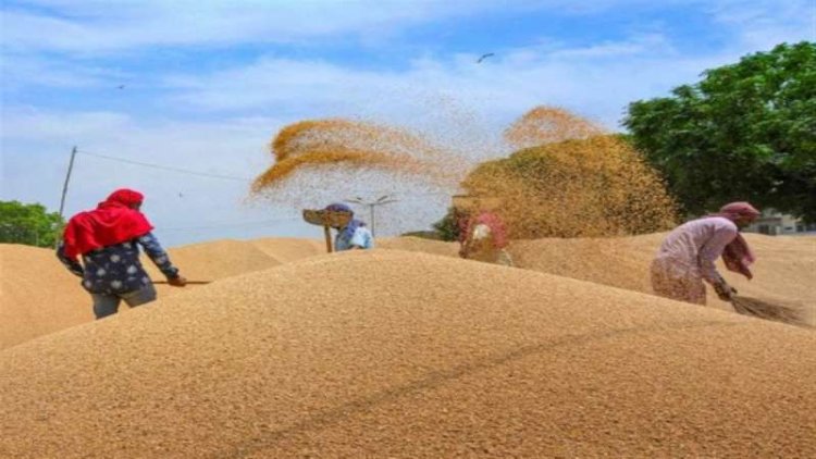 सरकार ने तय किया 320 लाख टन गेहूं खरीदी का लक्ष्य