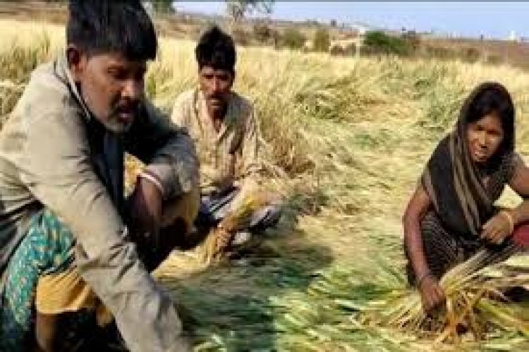 बेमौसम बरसात और ओलावृष्टि से हुई तबाही से बढ़ी किसानों की चिंता; प्रशासन ने शुरू किया सर्वे