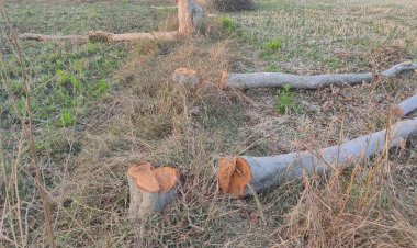 अर्जुन वृक्ष की बेधड़क कटाई, रोकने वाला कोई नही, पेड़ की कटाई पर्यावरण को नुकसान पहुचाया जा रहा