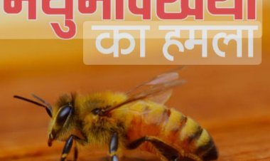 छत्तीसगढ़के  जशपुर जिले में वोटिंग के दौरान मतदाताओं पर मधुमक्खियों ने किया हमला, 8 लोग हुए घायल