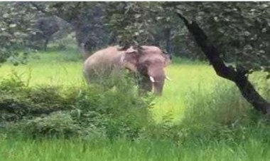 हाथियों का विचरण जिला वन-मंडल में अनवरत जारी-ग्रामीण दहशत में