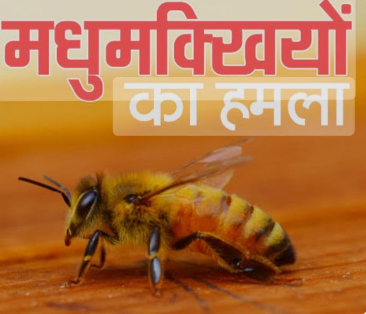 छत्तीसगढ़के जशपुर जिले में वोटिंग के दौरान मतदाताओं पर मधुमक्खियों ने किया हमला, 8 लोग हुए घायल