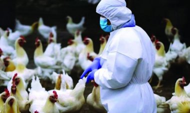 दुनियाभर में फैले बर्ड फ्लू से पहली मौत, कई शहरों में गायों और दूध के माध्यम से भी इंसानों में फैल रहा