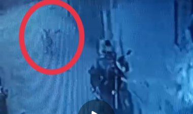 गाय का कटा सिर मिलने से बवाल:पुलिस की जांच पड़ताल में  बात सामने आई की  बछड़े के शव को कुत्ते खींचकर आवासीय इलाके में ले आए थे