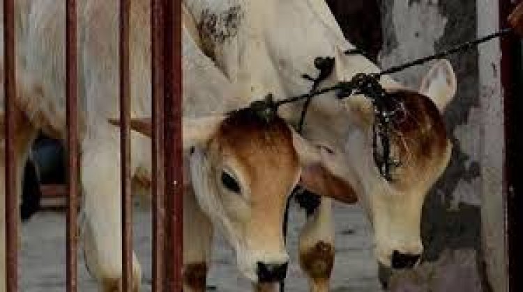छत्तीसगढ़ के रास्ते झारखंड ओर बंगला के बूचड़खानों में मवेशियों की तस्करी करने वाले फरार दो तस्करों को पुलिस ने गिरफ्तार कर लिया
