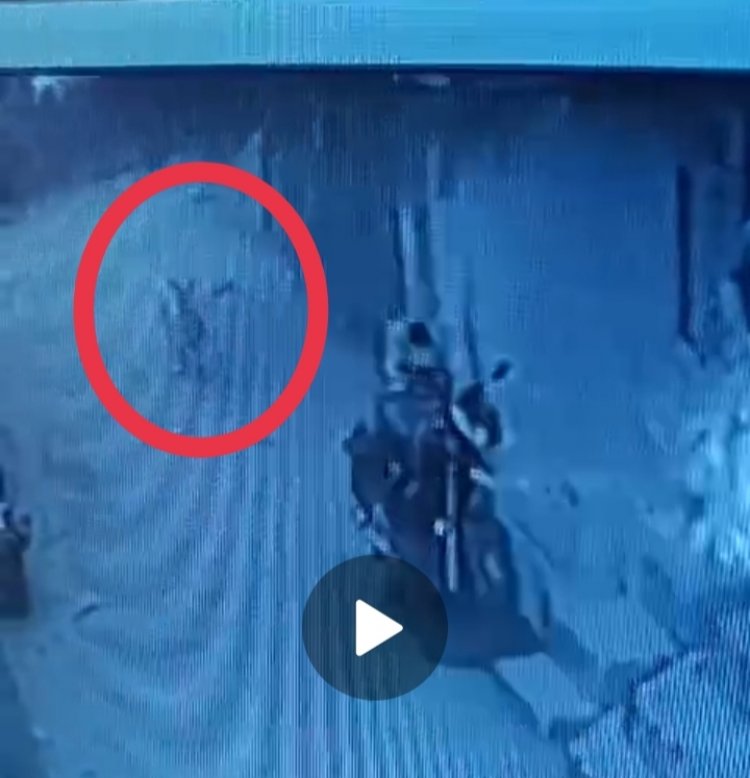 गाय का कटा सिर मिलने से बवाल:पुलिस की जांच पड़ताल में बात सामने आई की बछड़े के शव को कुत्ते खींचकर आवासीय इलाके में ले आए थे