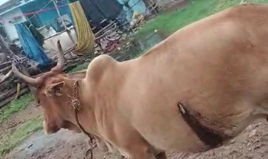 भिलाई के  रुआबांधा क्षेत्र में सोमवार रात को  गर्भवती गाय के पेट में घोंप दिया चाकू, आरोपी फरार