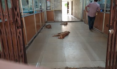 भिलाई  नगर निगम के अधिकारियों के दावे की पोल खोलते हुए निगम के मुख्य काउंटर जहां  रोज लोगो का आना जाना रहता है वहा कुत्ते कब्जा जमाए हुए है