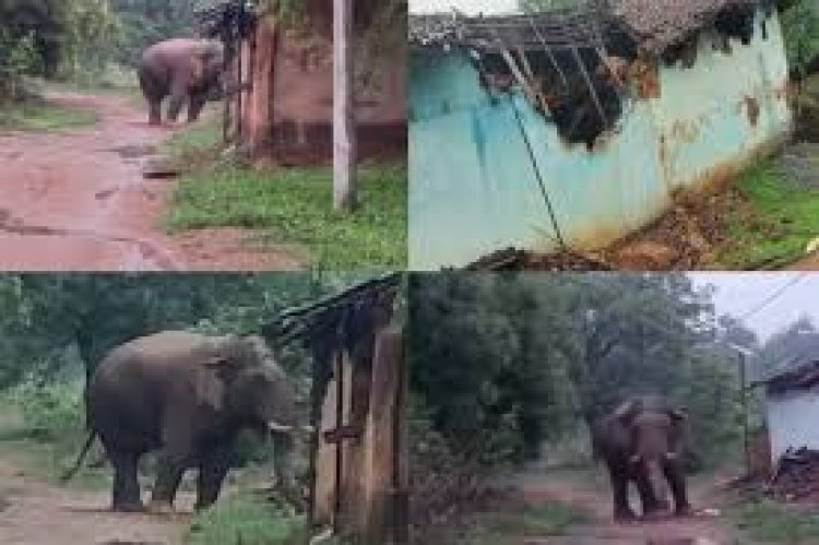 छत्तीसगढ़ के रायगढ़ जिले के जुनवानी गांव में हाथी का उत्पात जारी