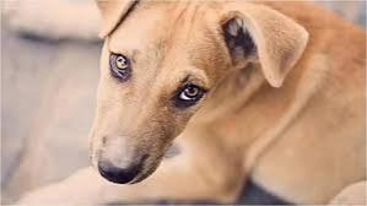 दुर्ग में एक दुकानदार ने कुत्ते को डंडे से बुरी तरह पीटा और फिर उसे पेड़ पर रस्सी बांधकर फांसी से लटका दिया
