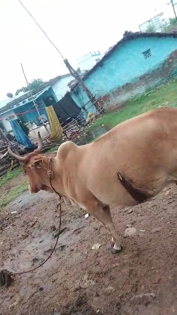 भिलाई के रुआबांधा क्षेत्र में सोमवार रात को गर्भवती गाय के पेट में घोंप दिया चाकू, आरोपी फरार