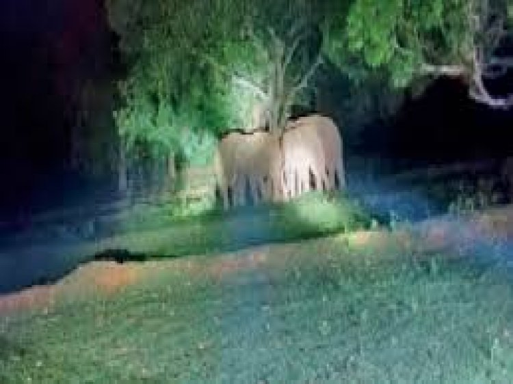 फरसाबहार विकासखंड के ग्राम दक्षिण क्षेत्र में ओडिशा सीमा से लगे ग्राम हाथीबेड़ में इन दिनों 22 हाथियों के दल का जमावड़ा