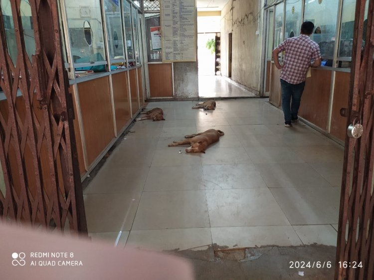 भिलाई नगर निगम के अधिकारियों के दावे की पोल खोलते हुए निगम के मुख्य काउंटर जहां रोज लोगो का आना जाना रहता है वहा कुत्ते कब्जा जमाए हुए है