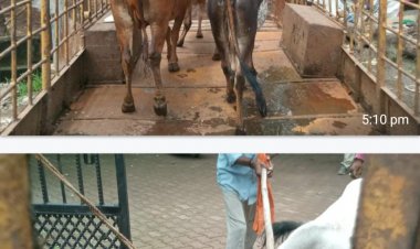 मवेशियों की धरपकड़ शुरू मालिकों को चेतावनी,11 मवेशियों को पकड़कर भेजा गया गौठान