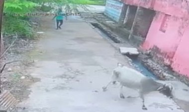 बाड़ी में गर्भवती गाय के घुसने से नाराज श्याम मानिकपुरी  नामक युवक  ने गौवंश को लाठी, डंडे और पत्थरों से पीट पीटकर की हत्या...