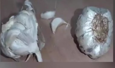 लहसुन की बढ़ती कीमतों के बीच महाराष्ट्र में बिक रहा सीमेंट से बना नकली लहसुन