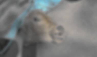 भिलाई के रिसाली दशहरा मैदान के पास गाय के बछड़े का कटा हुआ सर संदिग्ध अवस्था मैं मिला