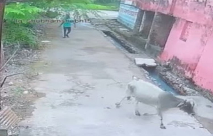 बाड़ी में गर्भवती गाय के घुसने से नाराज श्याम मानिकपुरी नामक युवक ने गौवंश को लाठी, डंडे और पत्थरों से पीट पीटकर की हत्या...