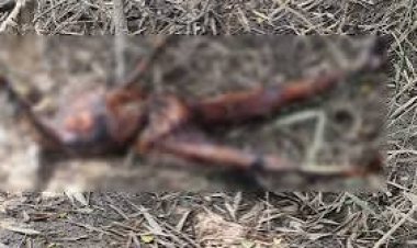 बिलासपुर में खारंग नदी के किनारे झाड़ियों में एक महिला का क्षत-विक्षत शव मिला