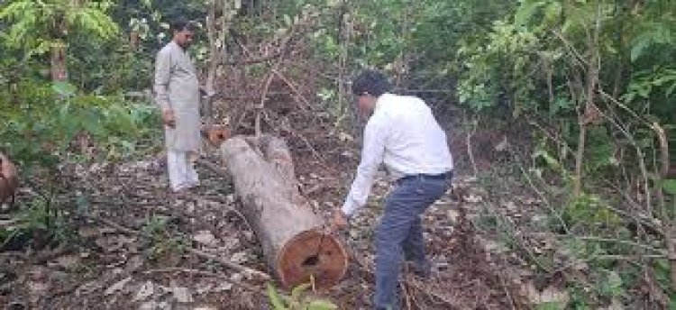 बिलासपुर में सागौन लकड़ी की अवैध कटाई मामले में डिप्टी रेंजर और बीट गार्ड समेत तीन कर्मचारियों को सस्पेंड कर दिया गया