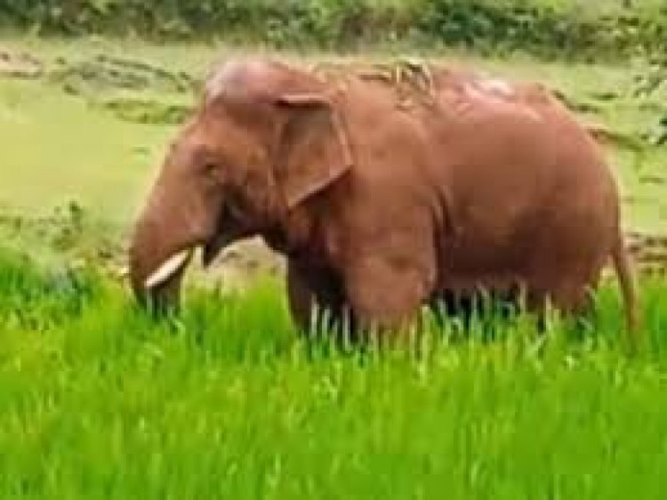 रायगढ़ जिला में 120 हाथियों के दल की मौजूदगी