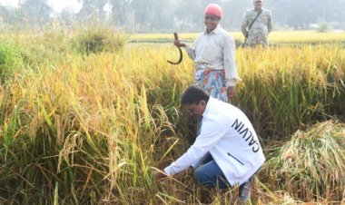 जब कलेक्टर उतरे खेत में, करने लगे धान की कटाई.. आखिर क्या रही वजह..?