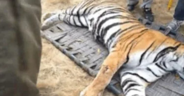 शहरी क्षेत्र में बाघ घुसने से मचा हड़कंप, वन विभाग की टीम ने रेस्क्यू कर पकड़ा
