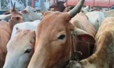 दुर्ग संभाग:गौ तस्करी के खिलाफ पुलिस की बड़ी कार्रवाई, घेराबंदी कर 30 गायों का किया रेस्क्यू, आरोपी फरार