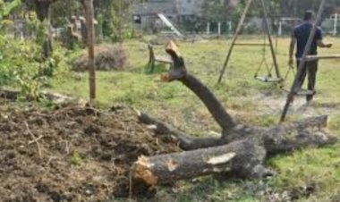 गार्डन से पेड़ कटाई का मामला : भिलाई निगम आयुक्त ने स्मृति नगर सोसाइटी के अध्यक्ष को थमाया नोटिस