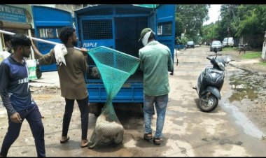 कुत्ता पकड़ने की टीम लगाई गई, निदान 1100 पर शिकायत कर सकते हैं