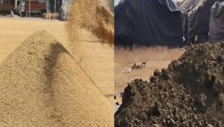 चार केंद्रों में 20 लाख टन धान डंप : कोड़िया में नीलामी से पहले मिलाई जा रही थी मिट्टी