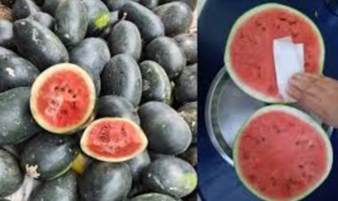 स्वास्थ्य के लिए खतरनाक हो सकता है रंगीन तरबूज, जानें कैसे करें असली और नकली की पहचान?