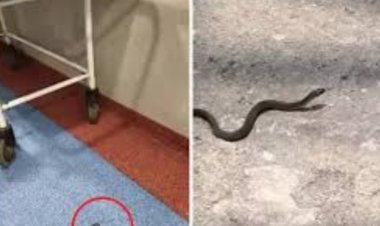 ऑपरेशन थिएटर में सांपों का डेरा, डॉक्टर ने प्रसव करवाना किया बंद