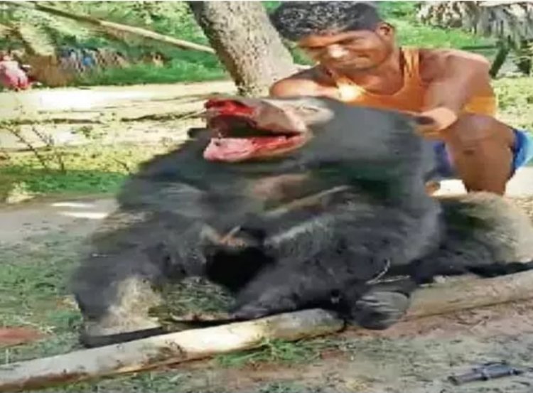 वन विभाग ने भालू के हत्यारों को पकड़ा, वीडियो हुआ था वायरल