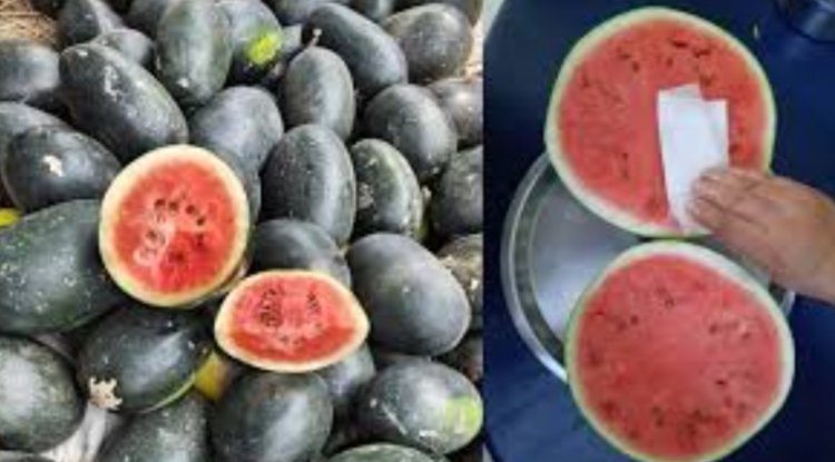 स्वास्थ्य के लिए खतरनाक हो सकता है रंगीन तरबूज, जानें कैसे करें असली और नकली की पहचान?